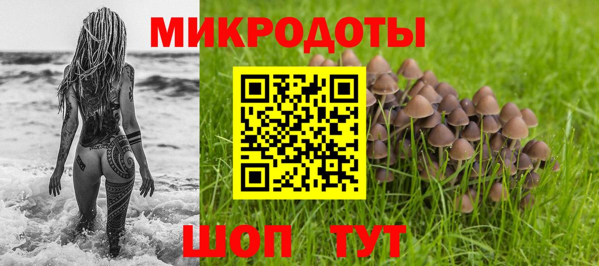 Псилоцибиновые грибы Psilocybe Зима